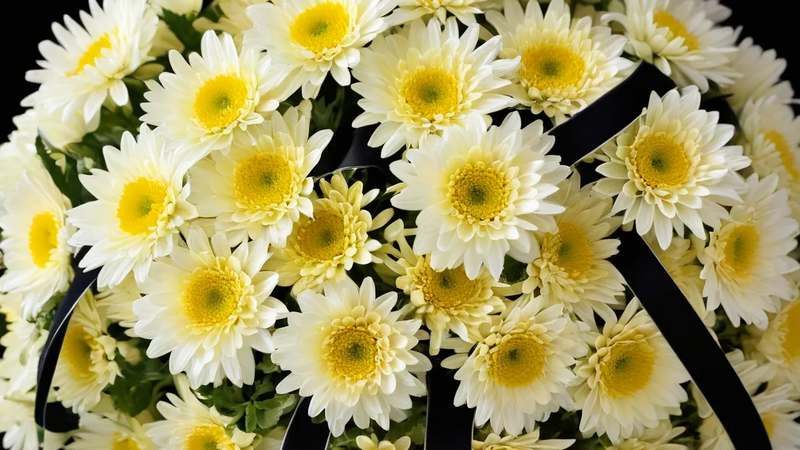 Букет из хризантем с черной лентой